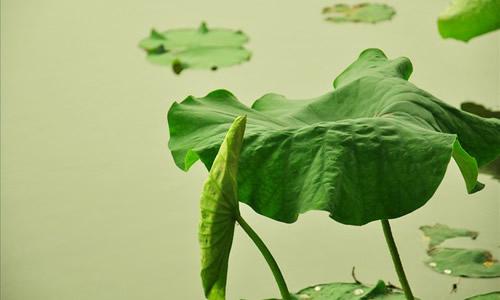 小学作文《夏》怎么写？描写夏天的好词、好句、好段